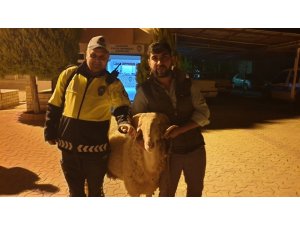 Manisa’da çalınan koç 5 saatte bulundu
