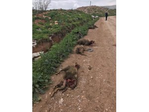 Sokak köpekleri koyunları telef etti