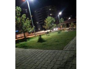 Şehir merkezine inen kurt paniğe neden oldu