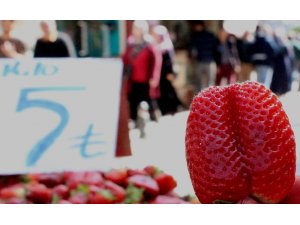 Çilekte patlama yaşanıyor