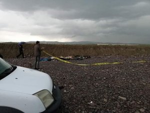 Ankara’da yine köpek katliamı
