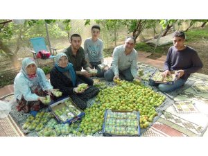 Mersin’de kayısı hasadı başladı