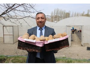 Türkiye’ye 2 milli patates çeşidi daha tescillendi