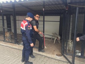 Barınaktan pitbull cinsi 2 köpeği çalan 3 şüpheli yakalandı