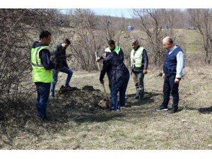 Kastamonu’da Trüf Mantarlı Meşe Fidanları dikildi