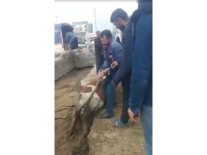 Bataklık faciasında acı detay
