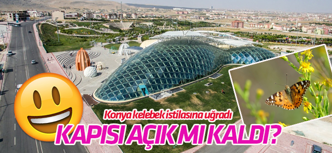 Diken kelebeğinin göçü ile ilgili gülümseten sorular