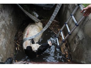 2 metre derinlikteki su kuyusuna düşen ineği itfaiye ekipleri kurtardı