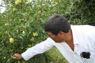 Beyşehir Gölü havzası'nda meyvede riskli dönem