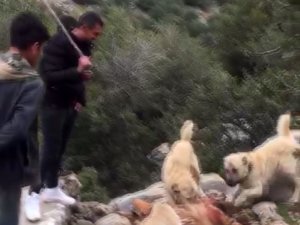 Çizgili sırtlanı öldürtenlerin cezası belli oldu