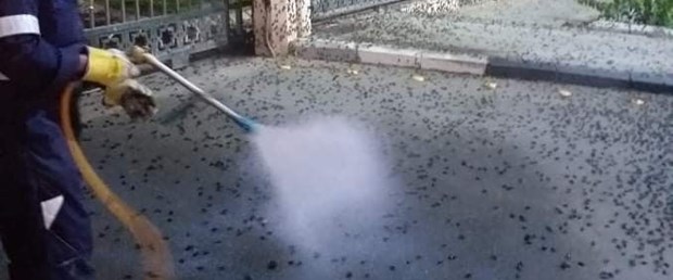 Medine'yi hamam böceği ve çekirgeler bastı!