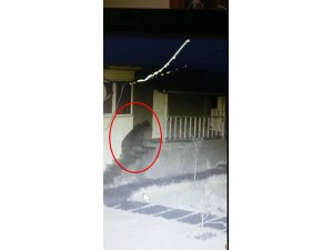 Orman İşletme Müdürlüğü deposuna ayı girdi