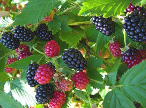 Bu faydasını biliyor muydunuz?