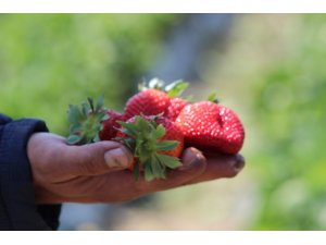 Hatay çileğinde hasat başladı