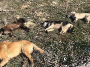 Ankara’da 4 köpek daha zehirlenerek telef edildi