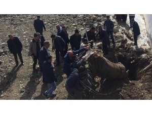 Lağım çukuruna düşen büyükbaş hayvan kurtarıldı