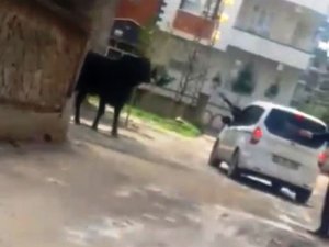 Kaçan boğa durdurulamayınca tüfekle vuruldu