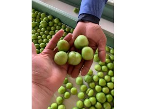 Mut’ta erikte 35 bin ton rekolte bekleniyor