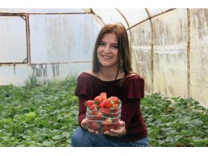 Sezonun ilk Osmanlı çileği çıktı, fiyatı el yakıyor