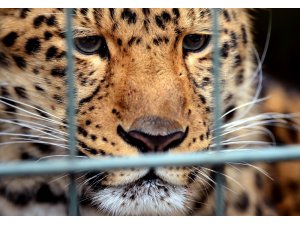 Ulusal parkta leopar dehşeti: 1 ölü