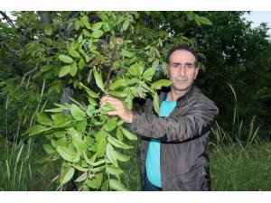 Geç uyanan ceviz ağaçları dondan etkilenmedi