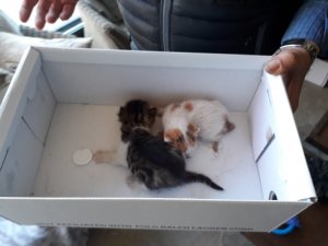 Şömine bacasına sıkışan yavru kedileri itfaiye kurtardı