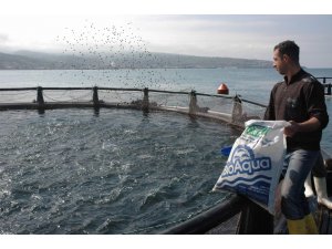 Türkiye’de son 10 yılda denizlerde avlanan balık miktarı azalırken, iç sularda ve denizlerde yetiştirilen kültür balığı arttı