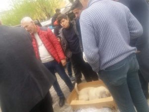 Aracın çarptığı köpek için seferber oldular