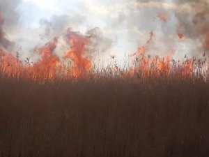 İznik’te sazlık yangını