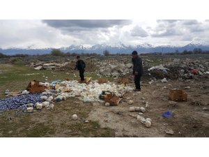 Çevreye gelişi güzel atılan bozulmuş peynirler, koyunları telef etti