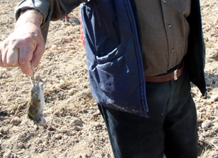 Yılanlar  yok oldu fareler arttı