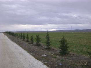 Altınekin'de fidanlar toprakla buluştu