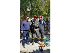 Muğla'da bahçe kapısına sıkışan köpek kurtarıldı