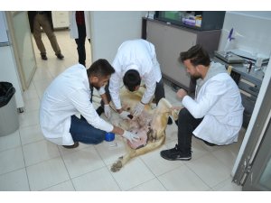 "Anadolu aslanı" ameliyat masasında