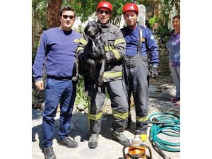 Bahçe kapısına sıkışan Zeytin’i itfaiyeciler kurtardı