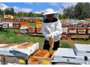 Arı zehri baldan tatlı, gramı altından iki kat değerli