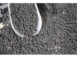 Yozgat'ta siyah nohutun deneme ekimi yapıldı