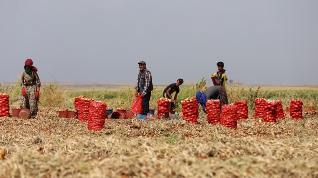 Hem bollaşacak hem ucuzlayacak Türkiye'nin gözü aydın! Hasat başladı...