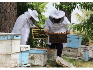 "Arı ölümlerinin nedeni iklim değişikliği değil, bilinçsiz ilaçlama"