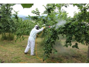 Fındıkta küllenme hastalığı uyarısı