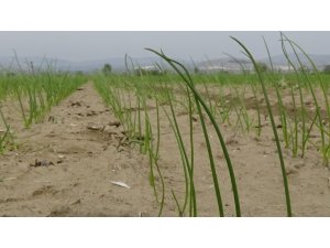 Amasya’da soğan dikim alanı yüzde 30 arttı