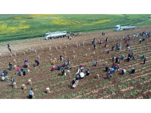 Patatesin fiyatı hasatla düştü