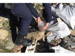 Kafası cam kavanoza sıkışan köpeği jandarma kurtardı