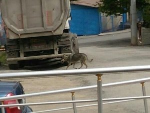 Aç kurt şehir merkezine indi