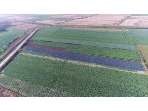 Kırsaldan kente göçü önlemek için üreticiye destek