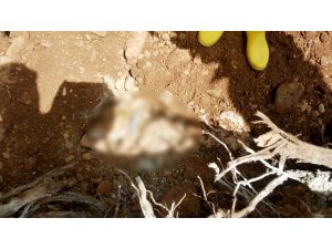 Barınak görevlilerinin sahipli köpeği öldürdüğü iddiası