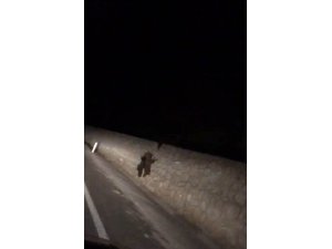 Ayılar yiyecek bulamadıkları için yola indi