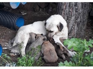Erdek’te kedi ve köpekler zehirlendi