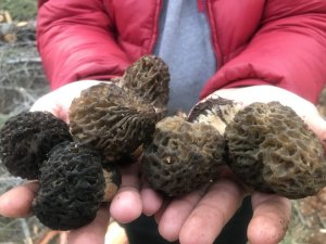 Kuzugöbeği mantarının kilosu 100 liradan satılıyor