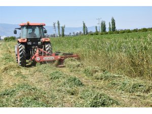 Aydın’da 596 ton yem bitkisi tohumu dağıtıldı